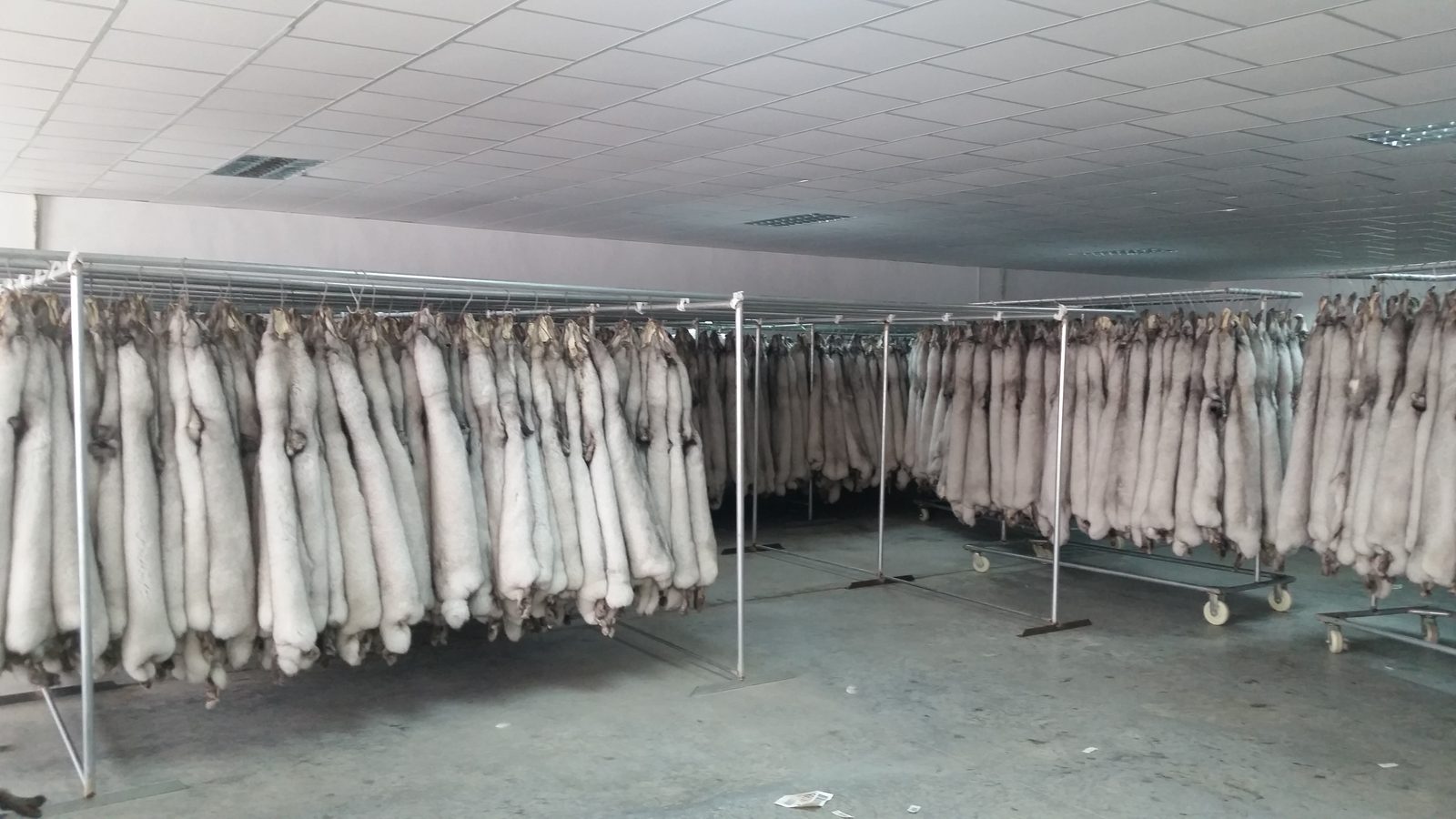 Finished light fur skins arranged in the workshop